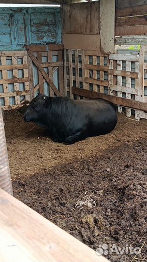 Быки на племя