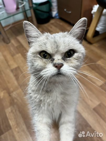 Очень ласковая кошечка ищет дом