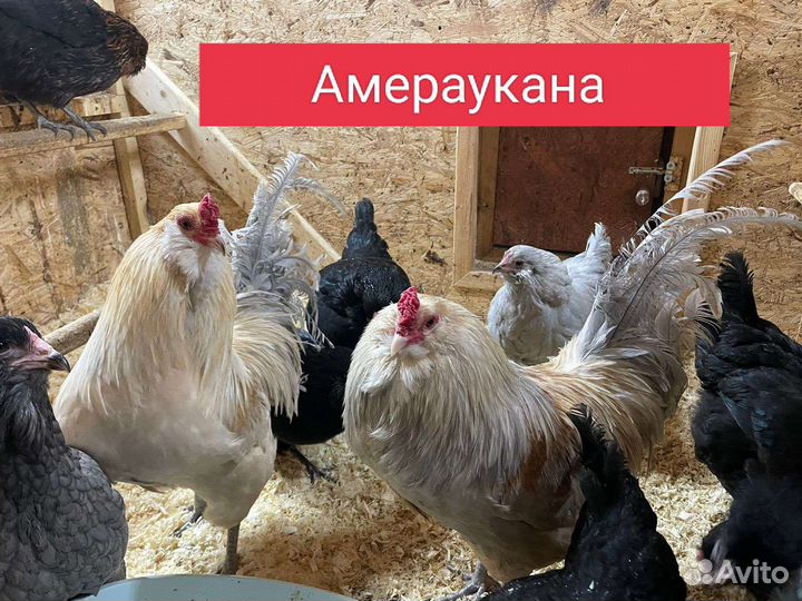 Инкубационное яйцо.Цыплята под заказ