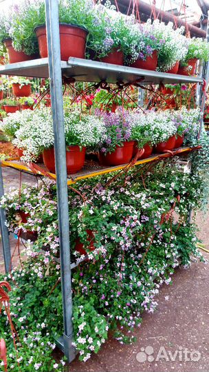 Кашпо с ампельными растениями