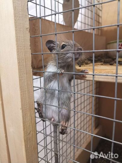 Белка дегу малыши