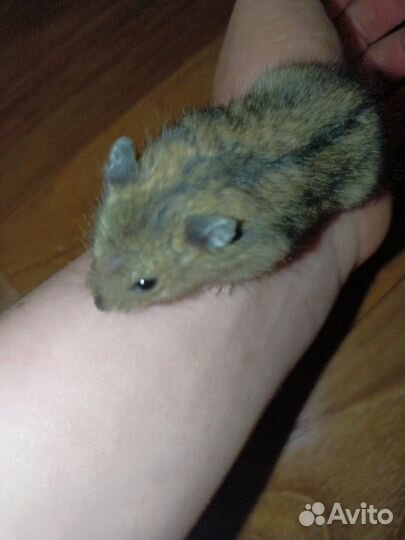 Джунгарский хомяк бесплатно