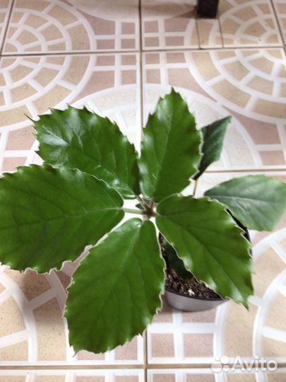 Тетрастигма