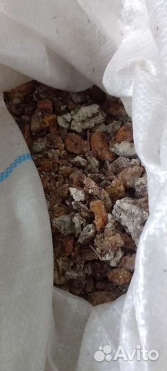 Живица кедровая