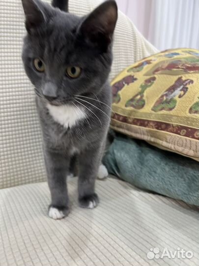 Мейн-кун мальчик