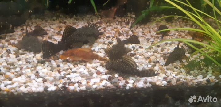 Сомики анциструсы