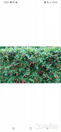 Ежевика, Крыжовник, Малина, саженцы новинки