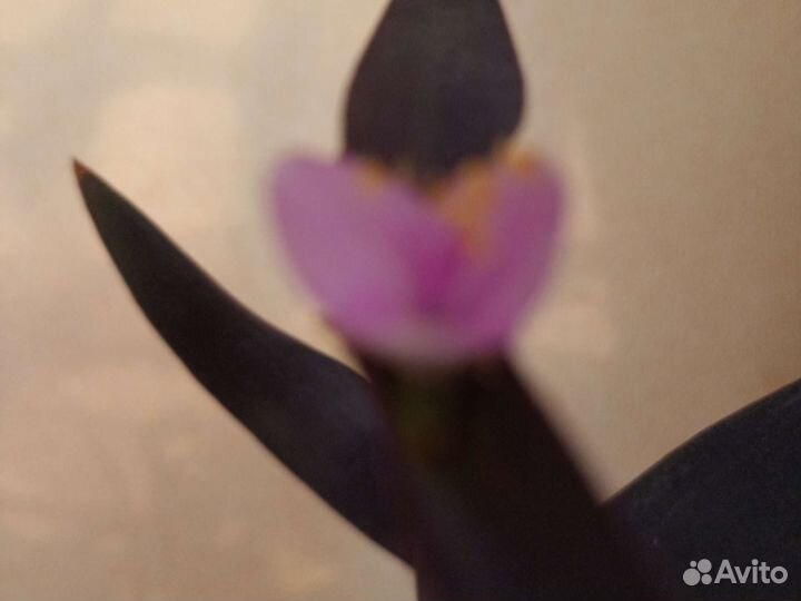 Сеткреазия пурпурная. Традесканция фиолетовая