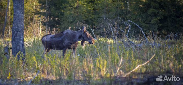Охотничье хозяйство 