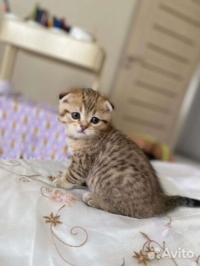 Шотландская вислоухая кошка