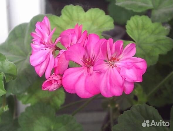 Пеларгония (укорененные черенки)