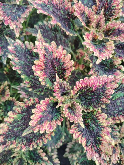 Колеусы вегетативные