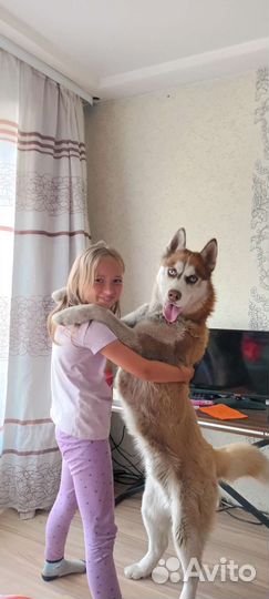 Вязка