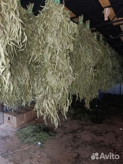 Листья эвкалипта, эвкалипт длиннолистый, веник чай