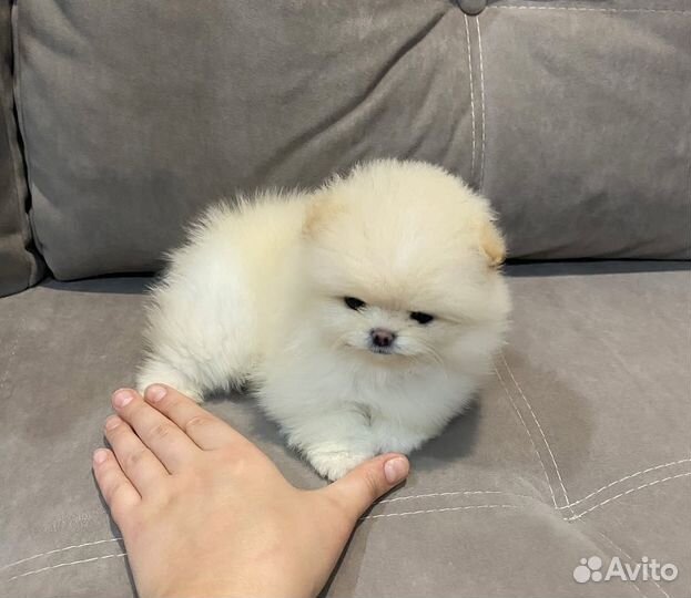 Померанский шпиц микро