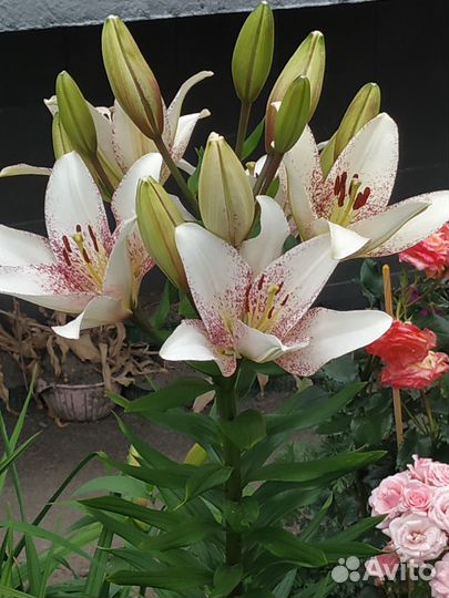 Многолетние растения для сада