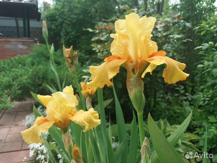 Ирисы бородатые, сибирские, злаковый