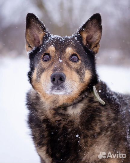 Собака в добрые руки отдам бесплатно