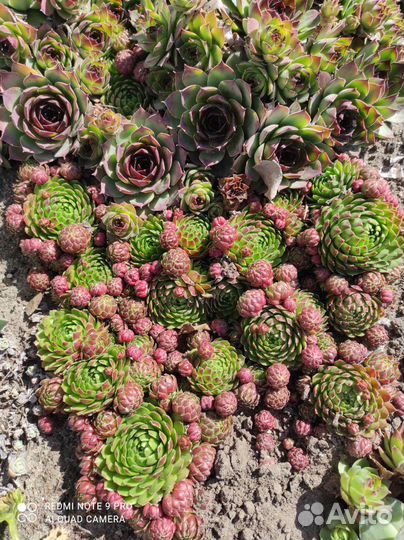 Молодило каменная роза