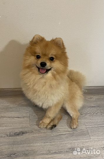 Немецкий шпиц вязка