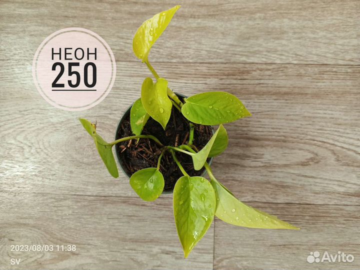 Сциндапсусы