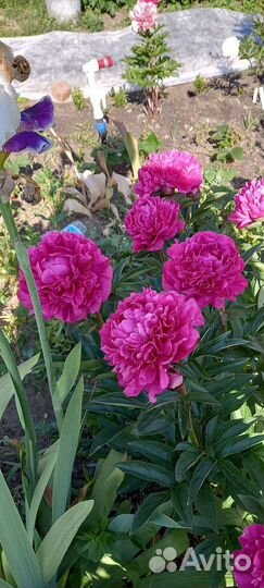 Пионы сортовые