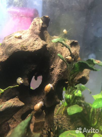 Улитки аквариумные