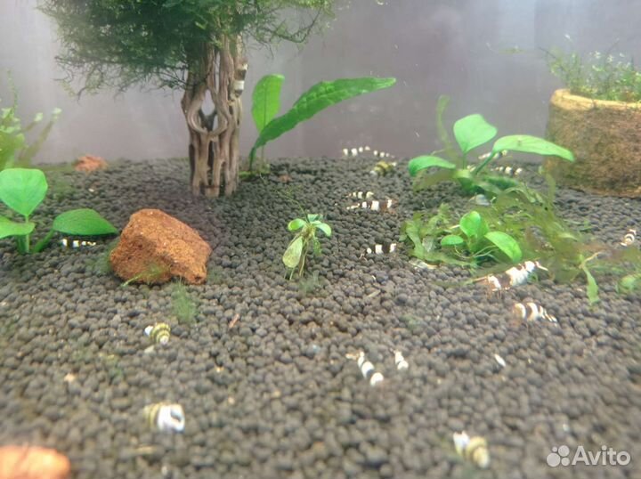 Креветки аквариумные - чёрные кристаллы