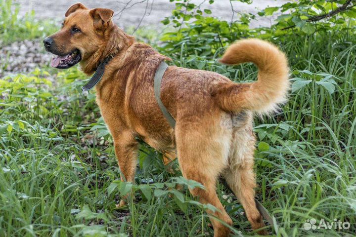 Собака рыжий пёс в добрые руки бесплатно