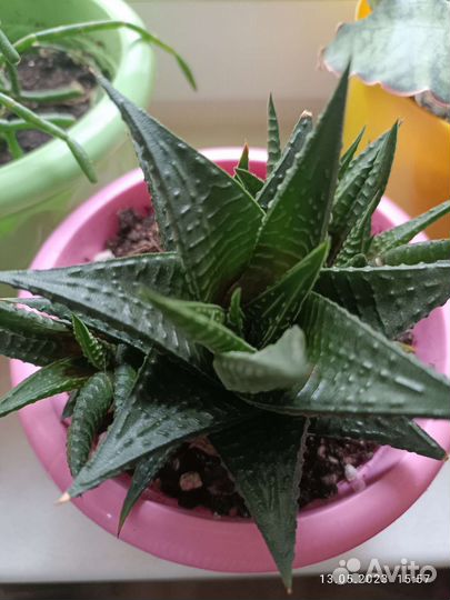 Суккуленты