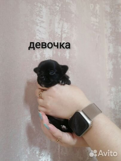 Щенки чихуахуа