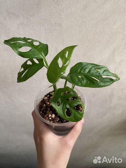 Монстера манки