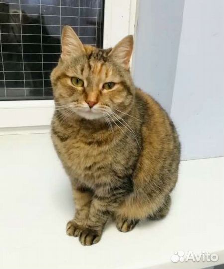 Кошка в дар бесплатно