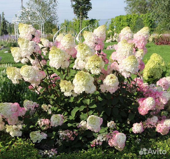 Гортензия Самарская Лидия