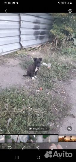 Бездомные щеночки в добрые руки