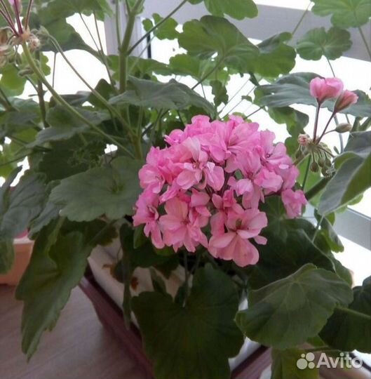 Пеларгония 1