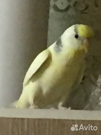 Попугай девочка