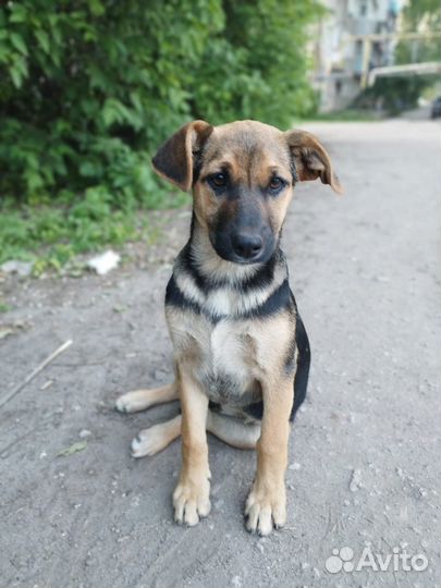 Собака в добрые руки