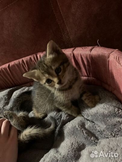 Кошка