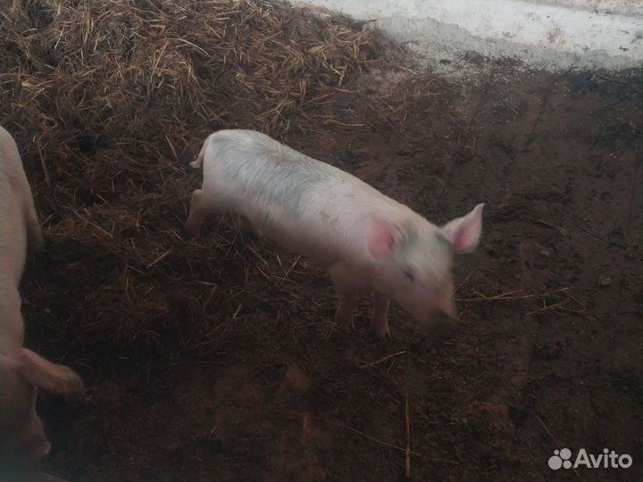 Поросята ландрас + крупнобелая