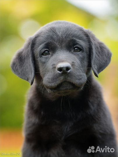 Щенки лабрадора