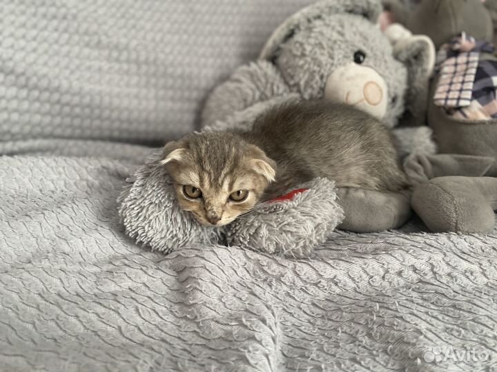 Вислоухий котенок