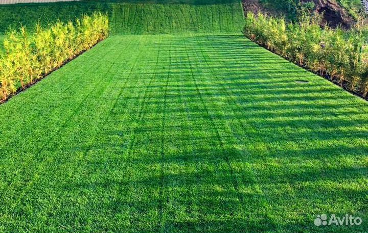 Рулонный газон под ключ