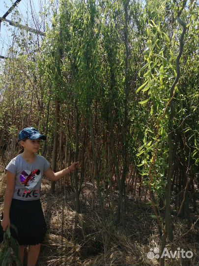 Ива волнистая змеевидная