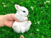 Мини карликовый кролик - размером с ладонь