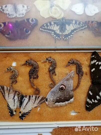 Засушенные бабочки