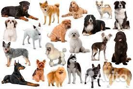 Кинолог.Дрессировка, Выезд за город