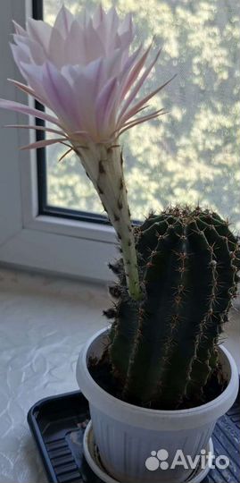 Цветущий кактус эхинопсис