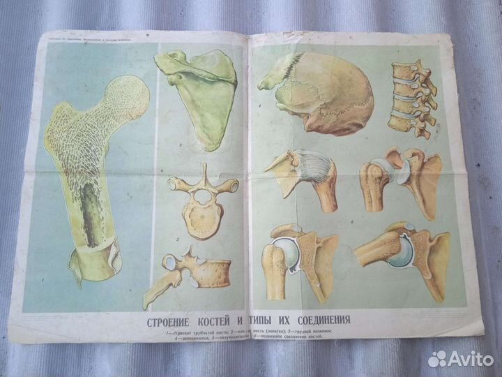 Учебные плакаты СССР по Биологии 1960-е года