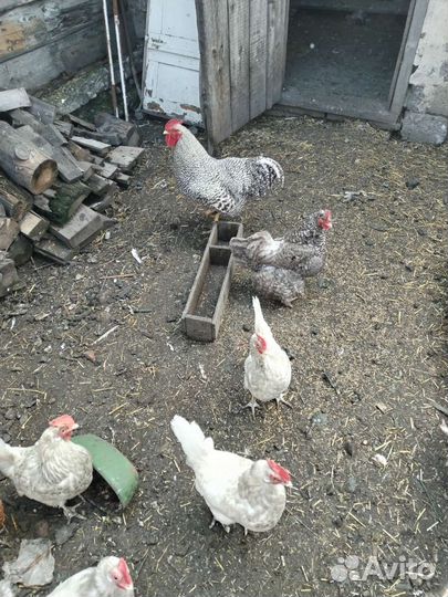 Куры петухи